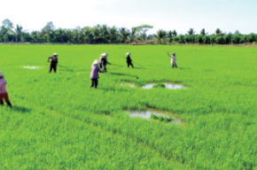 Cần Thơ chuyển đổi hơn 21ha đất trồng lúa sang đất phi nông nghiệp