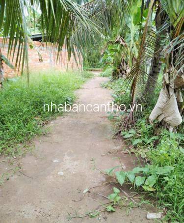 Đất 5.5x48 thổ cư Lộ bê tông 2m Trường Lạc Ô Môn