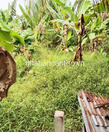 Đất 5.5x48 thổ cư Lộ bê tông 2m Trường Lạc Ô Môn