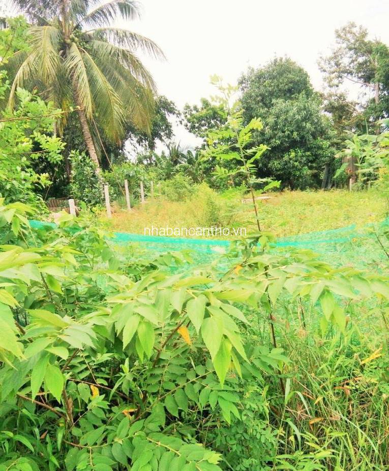 Đất 12x32 thổ cư mặt tiền Tỉnh Lộ 923 Lộ Vòng Cung