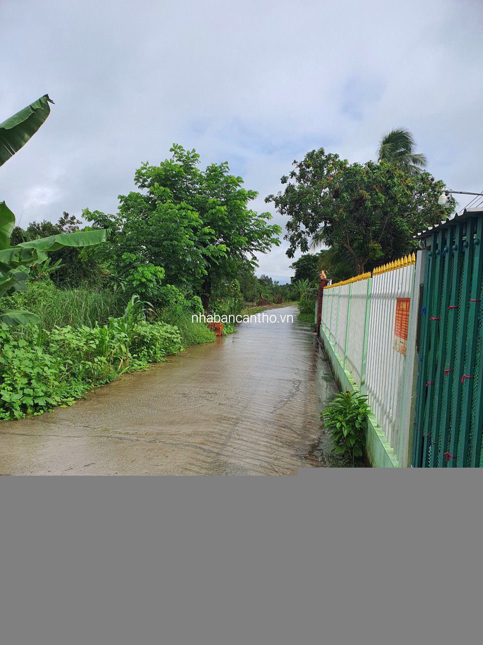 NỀN GIÁ RẺ RẠCH XẺO LÁ