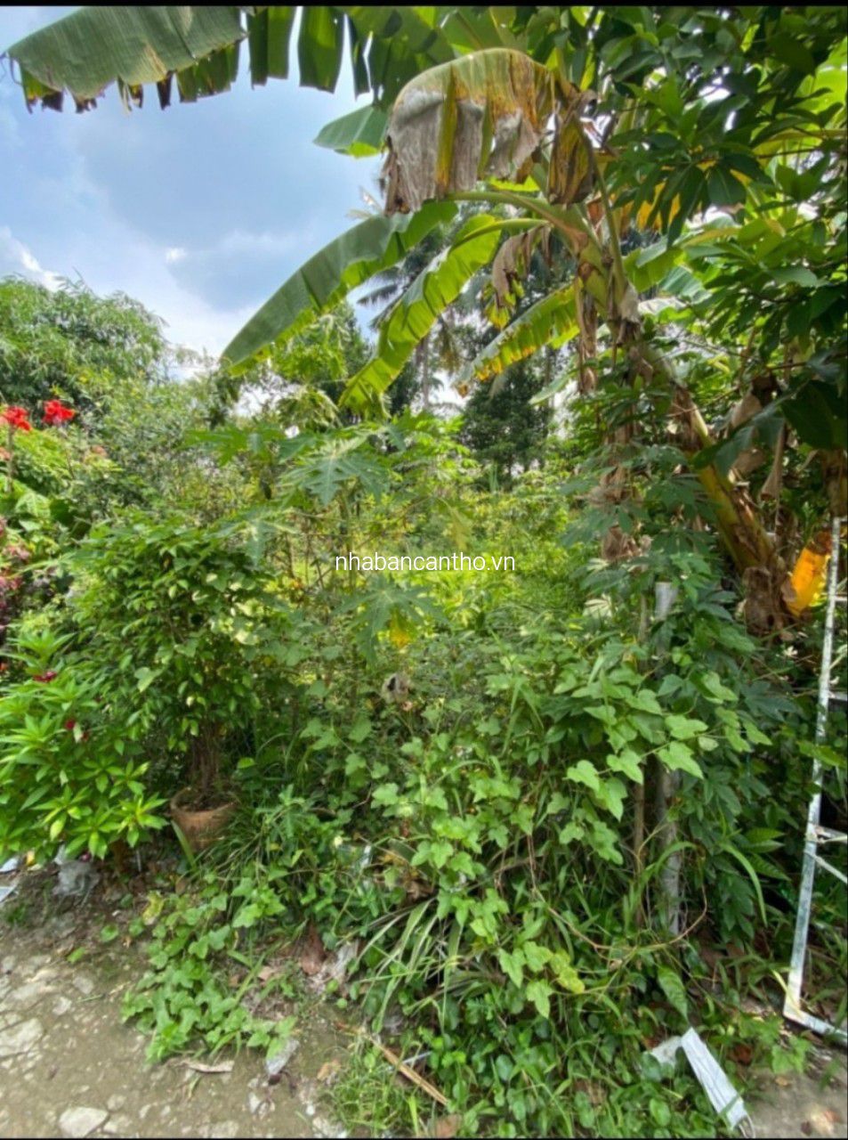 Nền thổ cư cách đường Bùi Hữu Nghĩa 80m giá 500 triệu