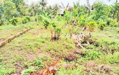 Đất thổ cư 13.7x25 Lộ 2m gần chợ Cầu Nhím Phong Điền