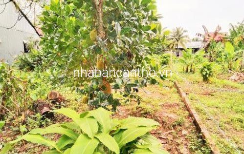 Đất thổ cư 13.7x25 Lộ 2m gần chợ Cầu Nhím Phong Điền