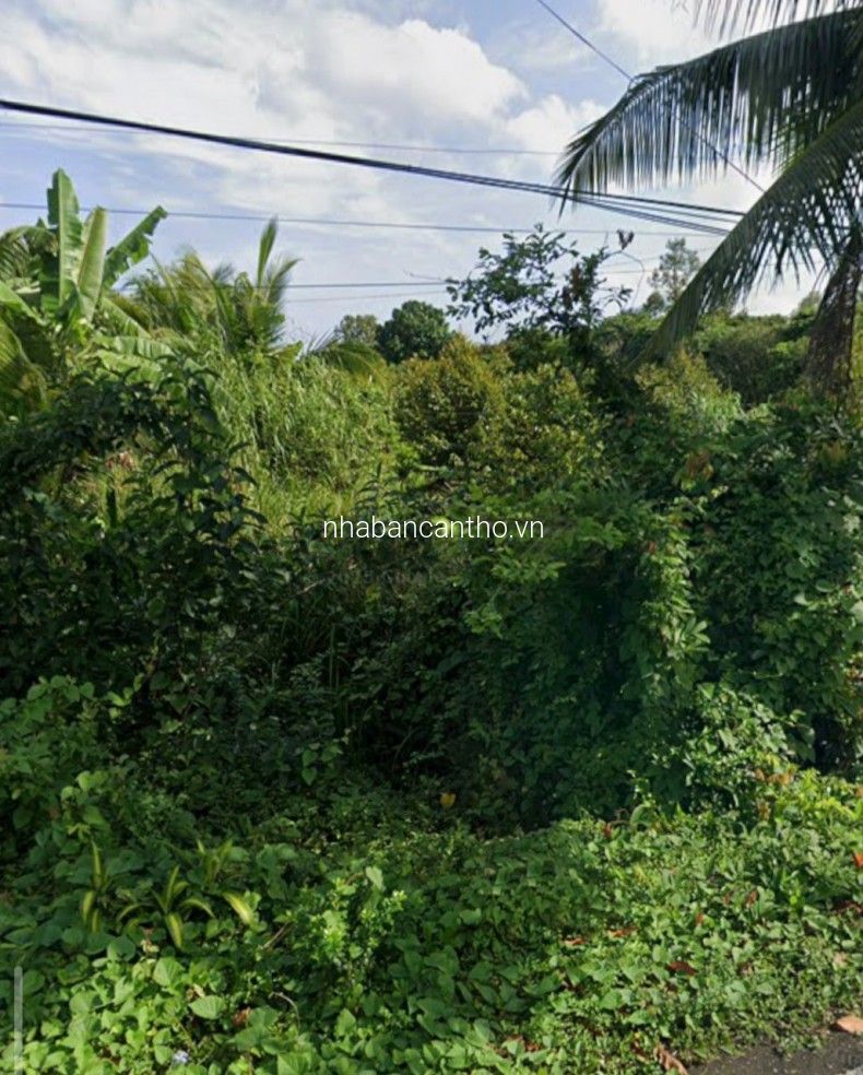 Bán 1430m2 đất CLN tại Trường Long Phong Điền