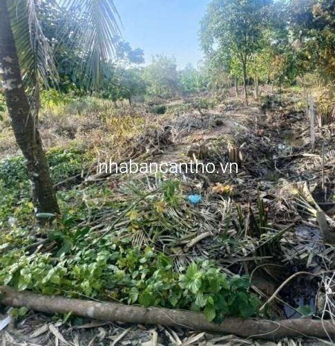 Bán đất Bông Vang - Mỹ Khánh - Phong Điền - TPCT ( gần chợ Mỹ Khánh)